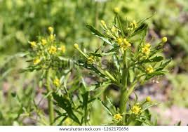 Image result for Ranunculus sceleratus