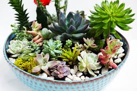 We did not find results for: How To Make A Succulent And Cactus Planter Bowl For Keeps Blog