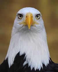As they get near sexual maturity (age 4,5), their eye turns yellow, and again can be in various shades of lighter to darker yellow, but usually quite light yellow. Eagle Eyes For Flying Robots Daily Planet Air Space Magazine