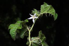Image result for Solanum capsicoides