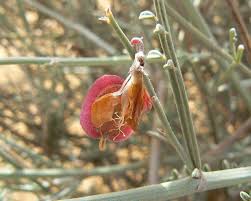 Image result for Zygophyllum leucocladum