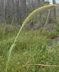 Image result for Setaria longiseta