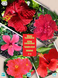 My Reds In Nz Hibiscus Garden Hibiscus Flowers
