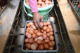 Check spelling or type a new query. Panen Telur Ayam Hutan Organik