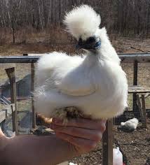 We did not find results for: Why Raise Silkie Chickens Mother Earth News
