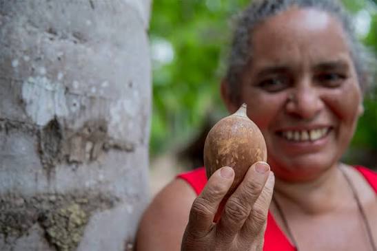 Quebradeiras de coco babaçu