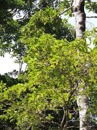 Image result for Cassipourea gummiflua