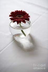 Single Red Gerbera Flower In A Clear Vase Clear Vases Gerbera Flower Gerbera