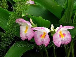 Image result for Siphonochilus