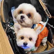 Siensi gua be siao pien" 🥺🥺 One of the students struggle is when they ask  for permission to go to the CR 🤣 tapos si mommy daw deretsho sa canteen  🤣🤣