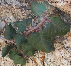 Image result for Rinorea ilicifolia