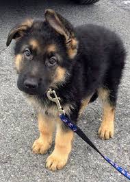 German shepherd dogs are poignant and devoted, making wonderful companions and ideal watchdogs. Cleatus Web Page