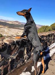 Doberman Dobermanpinscher Dog Dogsofinstagram Dogs Dobie Dobermansofinstagram Dobermanpride Dobermann K Dobermandogs Pu Doberman Doberman Dogs Dogs