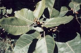 Image result for Ficus trichopoda