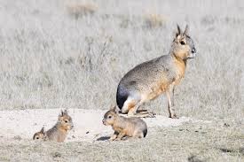 Image result for Dolichopentas