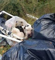 Abandoned puppy finds love and kindness