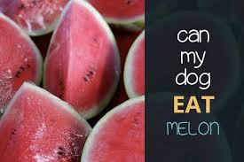 Too many treats, on top of a healthy diet, can lead to canine obesity, which can wreak havoc on your dog's body, especially if your dog is prone to joint issues like hip dysplasia. Can Dogs Eat Melon Honeydue Water Melon Cantaloupe