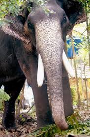 Photos displayed on this page is submitted by users and believed to be from the public domain. Mangalamkunnu Karnan Hd Images Famous Elephants Elephant Images Elephant