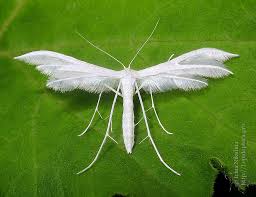 Image result for Pentarhopalopilia