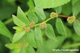 Image result for Euphorbia granulata