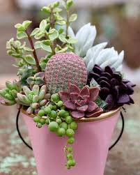 Below you'll find a list of 44 different types of succulents. 5 Main Benefits Of Succulents In Your Home Succulent City