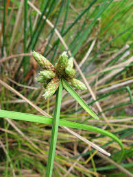 Image result for Schoenoplectiella mucronata