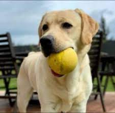 5 Best Labrador Breeders In Connecticut 2022 We Love Doodles