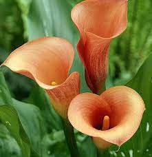 Calla Lily Flower Seed 100pcs Pack Lily Flower Seeds Flower Seeds Calla Lily