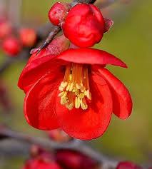 Image result for Chaenomeles japonica