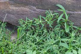 Image result for Hermbstaedtia linearis