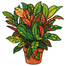 Image result for Croton