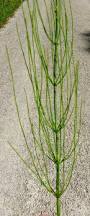 Image result for Equisetum ramosissimum