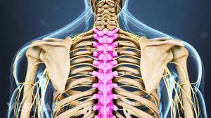 Thoracic Spine Anatomy And Upper Back Pain