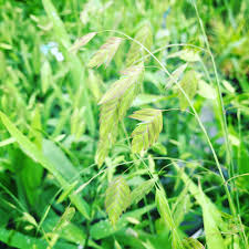 Image result for Chasmanthium