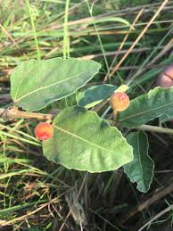 Image result for Ficus pygmaea