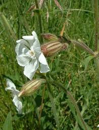 Image result for Silene kiwuensis