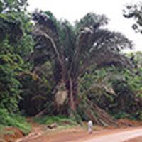 Image result for Raphia gentiliana