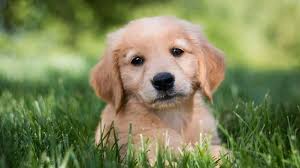 They are good hunting companions and also great with kids. Golden Retriever Price Temperament Life Span