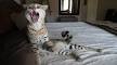 Savannah Rescue - 2 Cats in Need of Loving Home | Savannah ...