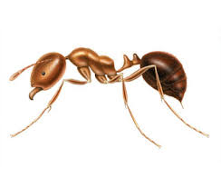 Ant Species Of Australia Rentokil Pest Control