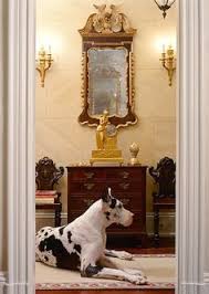 Great dane puppies (cha) pic hide this posting restore restore this posting. 67 Big Dogs Ideas Big Dogs Dogs Great Dane