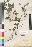 Image result for Justicia petiolaris