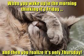Lolcats Friday Lol At Funny Cat Memes Funny Cat Pictures With Words On Them Lol Cat Memes Funny Cats Funny Cat Pictures With Words On