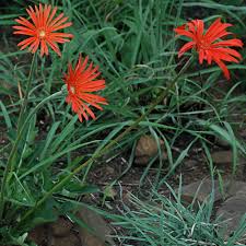 Image result for Gerbera jamesonii