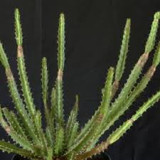 Image result for Cyanotis namuliensis