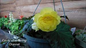Stop feeding in early september. Begonia Nonstop Joy What Do Nonstop Begonias Look Like How To Feed Begonias Youtube