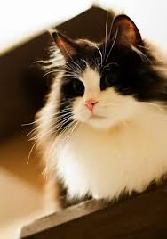 Ah Beautiful Cats Pics Free Download D Beautiful Cats Cute Cats Pretty Cats
