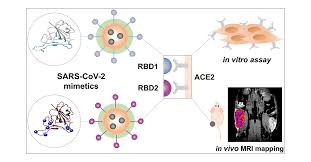 Genetically Engineered MRI-Trackable Extracellular Vesicles as SARS-CoV-2  Mimetics for Mapping ACE2 Binding In Vivo | ACS Nano