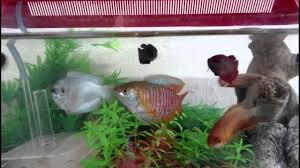 Gouramis And Female Bettas Pt 2 Youtube