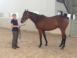 Find opening times and closing times for all pet supplies & equine center in 1611 w republic rd, springfield, mo, 65807 and other contact details such as address, phone number, website, interactive direction map and nearby locations. Derby College Equestrian Centre Equestrian Center Equestrian Derby
